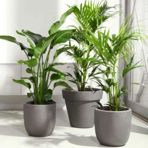 La plante verte du Fleuriste