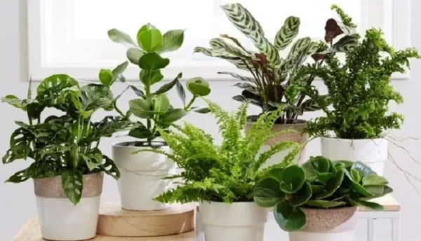 La plante verte du Fleuriste – Image 2