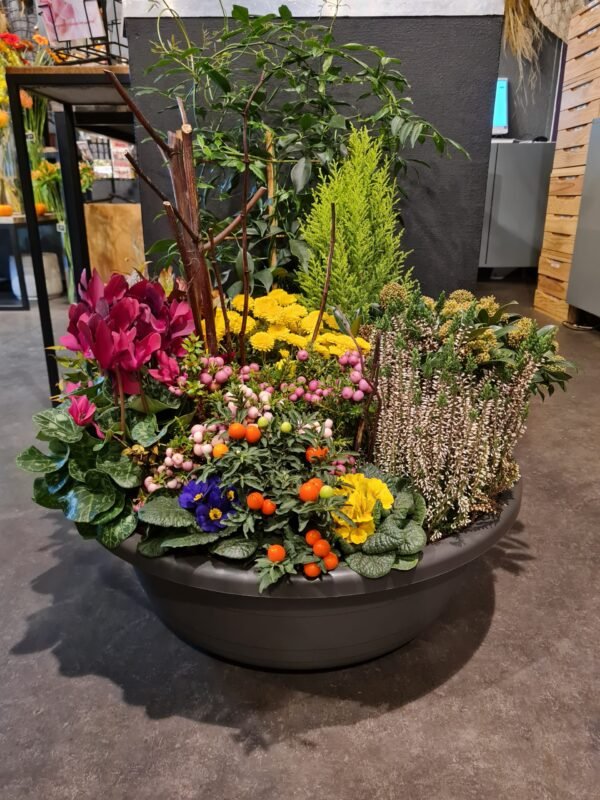 Jardin de Plantes – Image 7