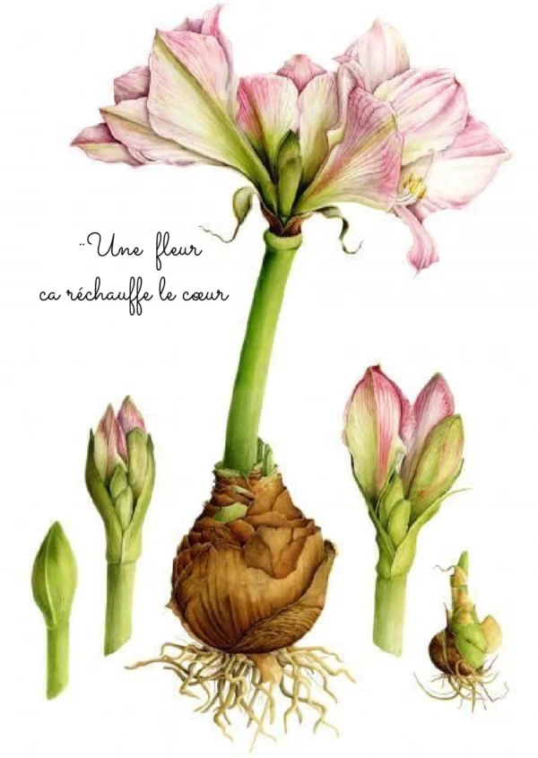 Carte Message Botanique – Image 3