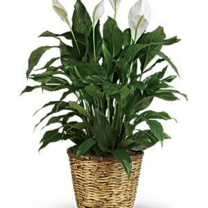 Spathyphyllum