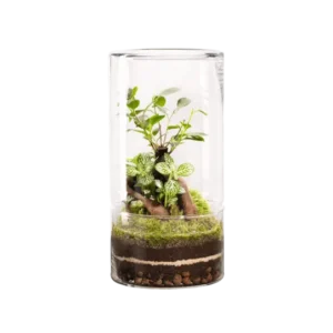 Terrarium