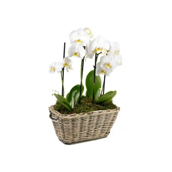 Jardin d'Orchidées – Image 2