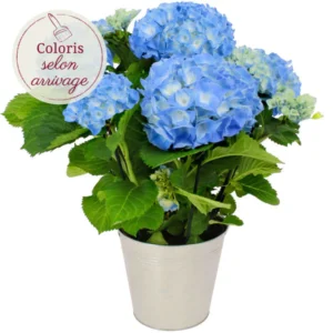 Hortensia