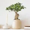 Bonsai