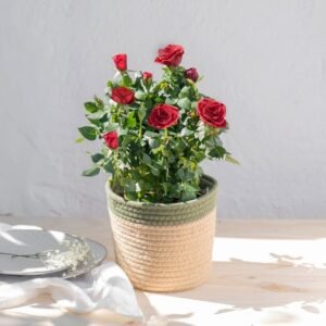 Rosier et son cache pot
