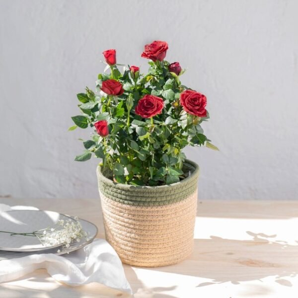 Rosier et son cache pot