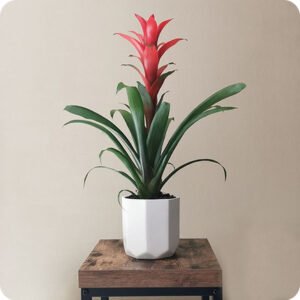 Guzmania