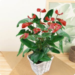 Anthurium