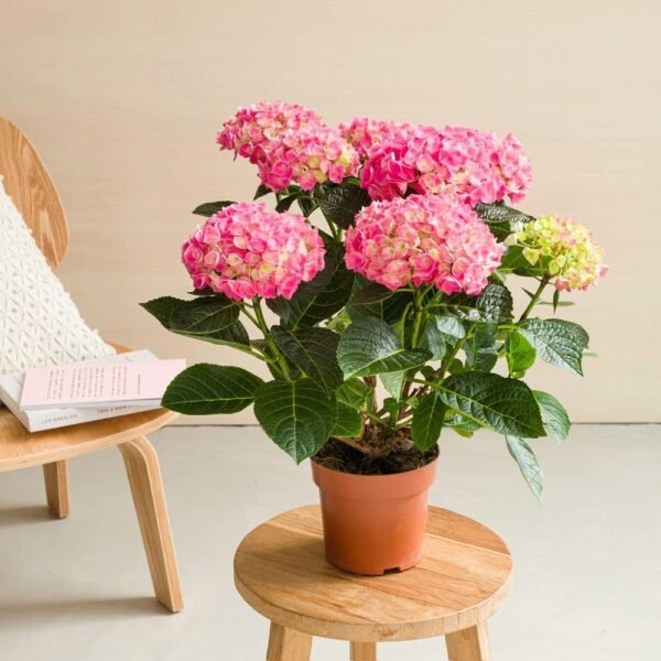Hortensia – Image 2