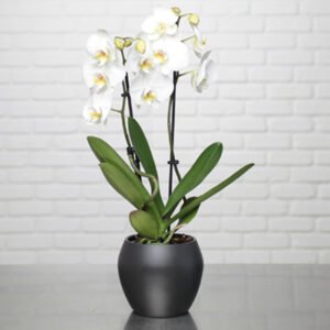 Phalaenopsis 2 tiges en cache pot