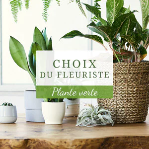 La plante fleurie du fleuriste